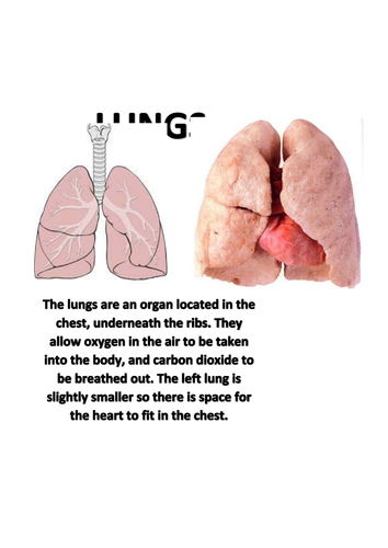 Description and images of major organs | Teaching Resources