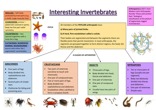 Interesting invertebrates | Teaching Resources