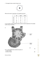 Xylem function image