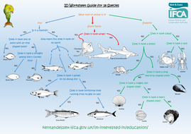 Classification of animals essay image