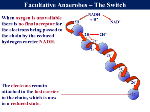 respiration of forms aerobic of  Respiration by George Respiration  Anaerobic Robert 2 Forms