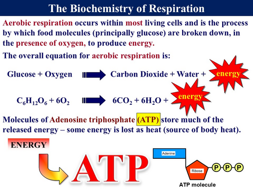 BioA_3.5.2 Respiration 3 - Aerobic Respiration, Krebs Cycle & Electron ...