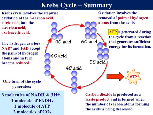 BioA_3.5.2 Respiration 3 - Aerobic Respiration, Krebs Cycle & Electron ...