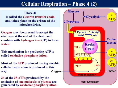 BioA_3.5.2 Respiration 3 - Aerobic Respiration, Krebs Cycle & Electron ...