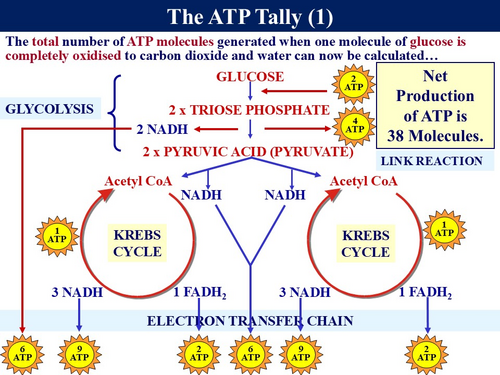 BioA_3.5.2 Respiration 3 - Aerobic Respiration, Krebs Cycle & Electron ...
