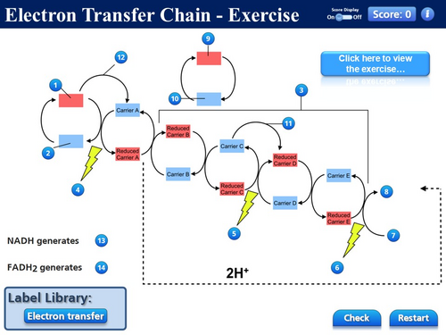 BioA_3.5.2 Respiration 3 - Aerobic Respiration, Krebs Cycle & Electron ...