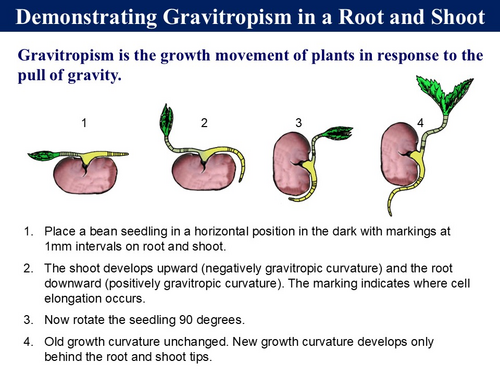 BioA_3.6.1.1 Control of Plant Growth - IAA (Auxin) | Teaching Resources