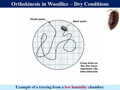 3.6.1.1 Statistics - Kinesis In Woodlice (Student's t-Test) | Teaching ...