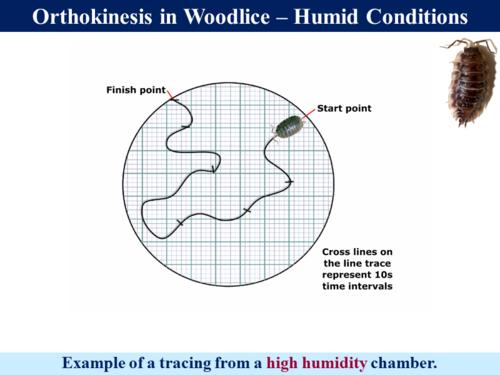 3.6.1.1 Statistics - Kinesis In Woodlice (Student's t-Test) | Teaching ...