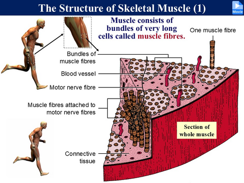 BioA_3.6.3 Muscle Physiology 1 - Structure and Muscle Tension ...