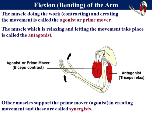 BioA_3.6.3 Muscle Physiology 1 - Structure and Muscle Tension ...