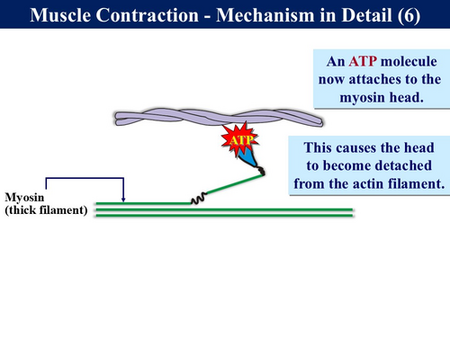 BioA_3.6.3 Muscle Physiology 1 - Structure and Muscle Tension ...