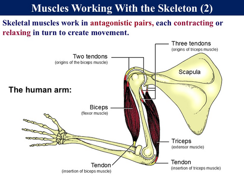 BioA_3.6.3 Muscle Physiology 1 - Structure and Muscle Tension ...