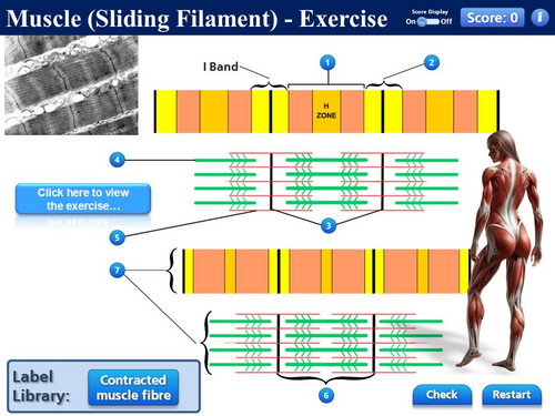 BioA_3.6.3 Muscle Physiology 2 - Excitation and Contraction | Teaching ...