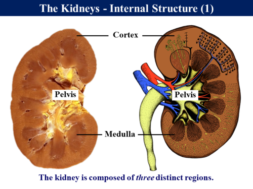 3.6.4.3 Excretion - Kidney Function (Excretion and Osmoregulation ...