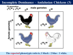 what are two examples of incomplete dominance from the reading