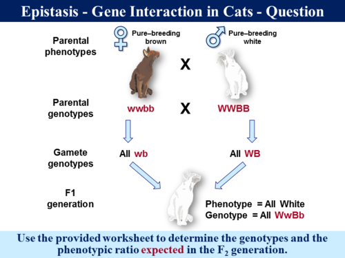  Genetics 5 - Polygenic Inheritance, Epistasis & Lethal Genes |  Teaching Resources