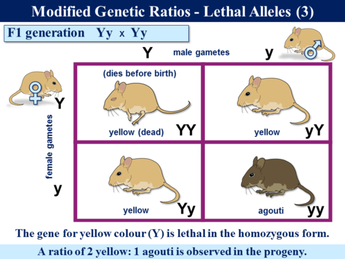 BioA_3.7.1 Genetics 5 - Polygenic Inheritance, Epistasis & Lethal Genes ...