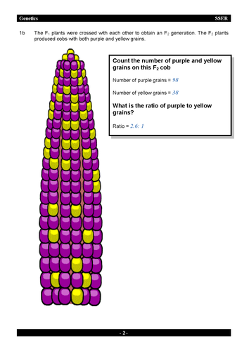 3.7.1 Genetics - Workbook & Answers | Teaching Resources