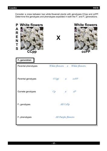 3.7.1 Genetics - Workbook & Answers | Teaching Resources