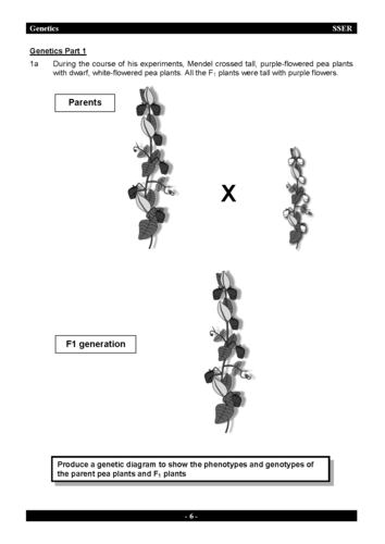 3.7.1 Genetics - Workbook & Answers | Teaching Resources