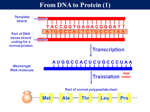 3.8.1 Gene and Chromosomal Mutations | Teaching Resources