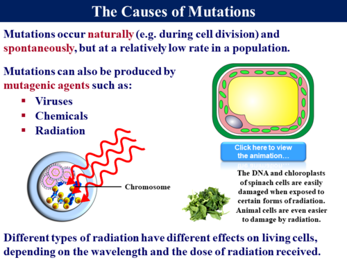 3.8.1 Gene and Chromosomal Mutations | Teaching Resources