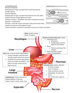 Igcse Biology Animal Nutrition Questions - NutritionWalls