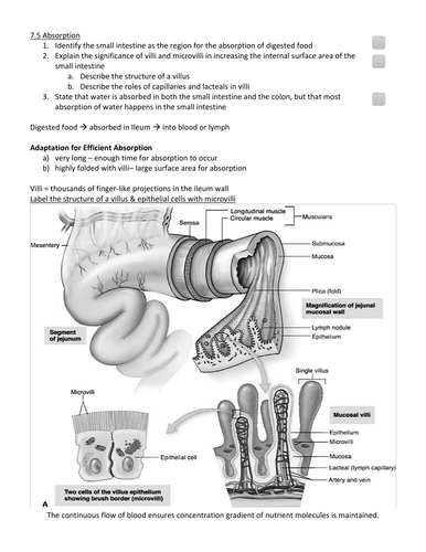 IGCSE Biology: Chapter 7 - Animal Nutrition | Teaching Resources