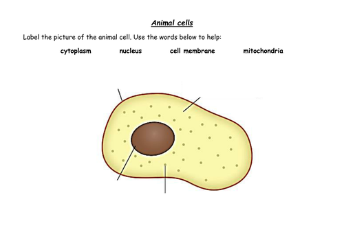 plant cell diagram ks3 - DriverLayer Search Engine