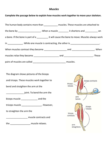 Antagonistic muscles | Teaching Resources