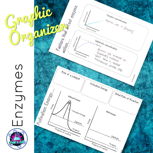 Enzymes Graphic Organisers Teaching Resources