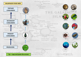 Galapagos Islands Food Web Ecosystem ICT Lesson KS2 KS3 KS4 | Teaching