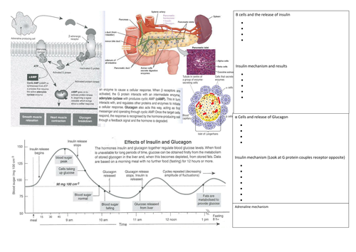 Regulation of Blood glucose and secondary messenger system | Teaching ...