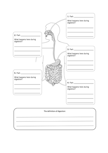 Digestive System New Ks3 Teaching Resources