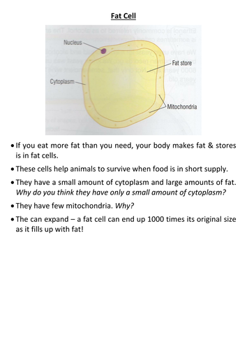Specialised cells - Cell biology - NEW GCSE | Teaching Resources