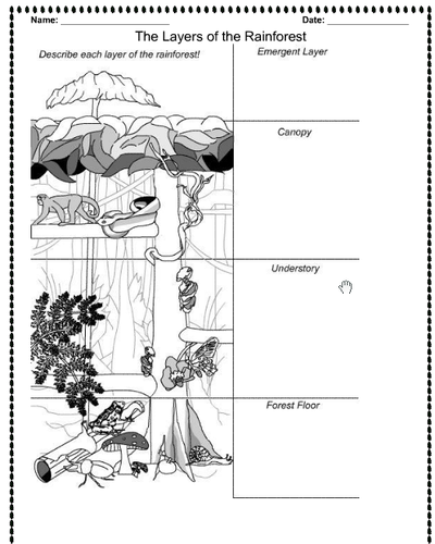 Layers of the Rainforest - Lesson plan, notebook and activity (whole