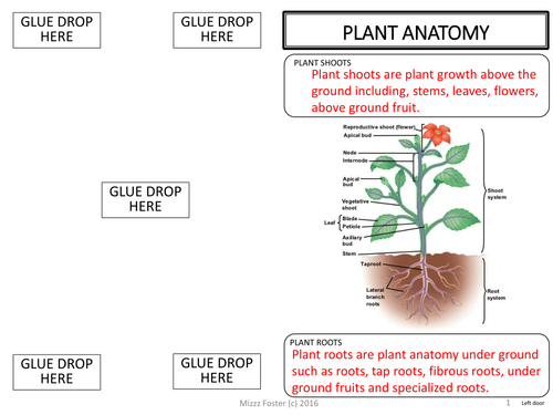 Plants Adaptations, Tropisms, Hormones Graphic Organizer Foldable
