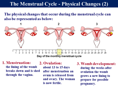 4.2 Child Development - Reproduction - Menstrual Cycle | Teaching Resources