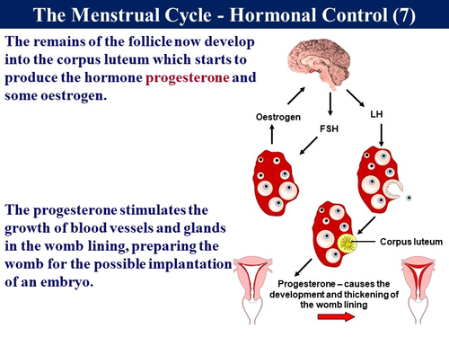 Child Development 4.2 - Reproduction - Menstrual Cycle | Teaching Resources