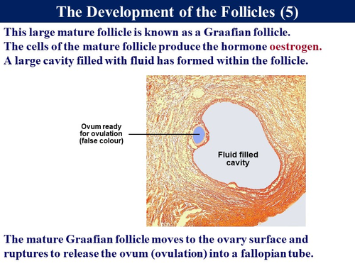 Child Development 4.2 - Reproduction - Menstrual Cycle | Teaching Resources