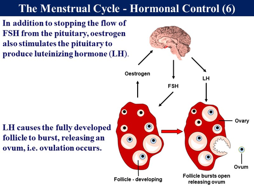 Child Development 4.2 - Reproduction - Menstrual Cycle | Teaching Resources