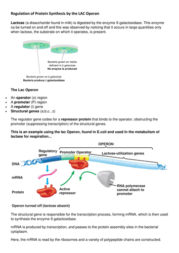 Genetics: Regulation of Protein Synthesis by the LAC Operon: A Level Biology