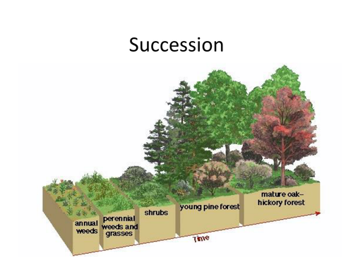 Succession and the Intertidal Zone