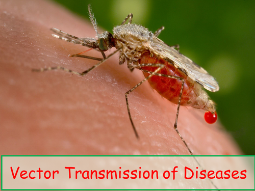 Microbes: Vector transmission of diseases