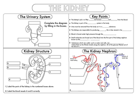 GCSE Biology: Kidney Structure and Function Worksheet UPDATED