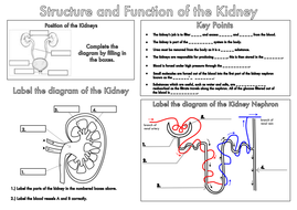 gcse kidney worksheet