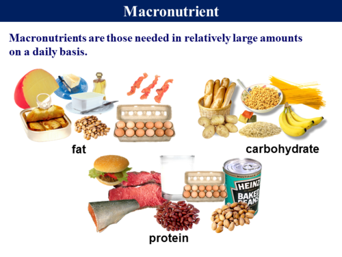 1.1 Fats, Proteins & Carbohydrates | Teaching Resources
