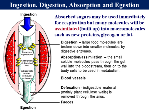 2.1 Digestion - Enzymes (Chemical Digestion) | Teaching Resources