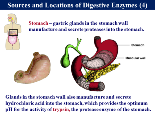 2.1 Digestion - Enzymes (Chemical Digestion) | Teaching Resources